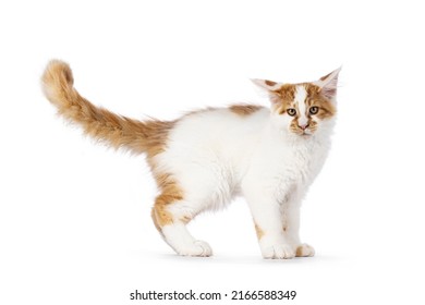 Cute harlequin Maine Coon cat kitten, standing side ways with ears in annoyed airplane mode. Looking straight to camera. isolated on a white background.