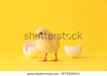 Cute hatched chick on color background