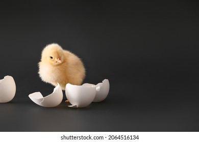 Cute hatched chick on dark background - Shutterstock ID 2064516134