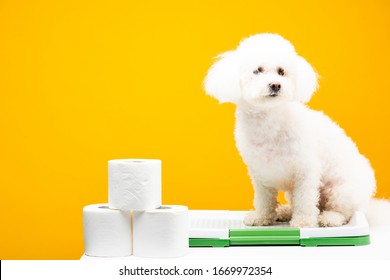 Cute havanese dog sitting on pet toilet near toilet paper on white surface isolated on yellow