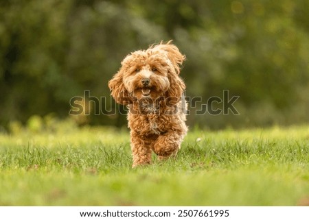 A cute havapoo dog having fun running across a meadow in a garden in summer outdoors