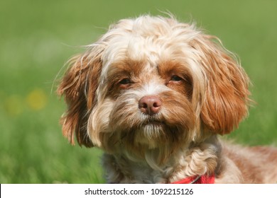 A cute head shot of a young Cavapoo dog. The breed is also commonly known by the names Poodle x King Charles Cavalier Spaniel, Cavoodle, Cavoo.