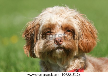 A cute head shot of a young Cavapoo dog. The breed is also commonly known by the names Poodle x King Charles Cavalier Spaniel, Cavoodle, Cavoo.