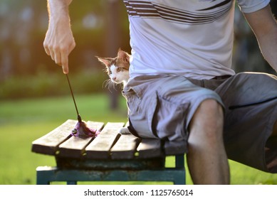 A Cute Healthy Brown Tabby White Small Cat Hiding Behind A Man Waiting To Attack A Toy On A Wooden Garden Chair In A Green Park. Kitten Playing With The Owner In Evening Lighting 