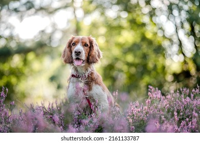 Cute healthy happy dog on a summer evening. Colorful background. - Shutterstock ID 2161133787