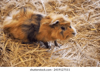 Cute hebivore animal Perugian Guinea Pig (Cavia porcellus), in the farmfield