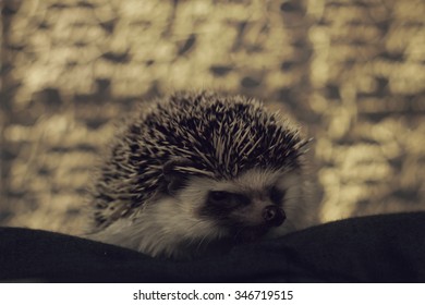 Cute Hedgehog Baby Color Algerian Black Pinto With Christmas Background Gold