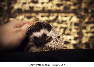 Cute Hedgehog Baby Color Algerian Black Pinto In Roll With Christmas Background Gold