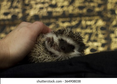 Cute Hedgehog Baby Color Algerian Black Pinto In Roll With Christmas Background Gold