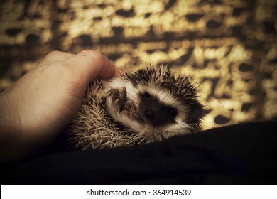 Cute Hedgehog Baby Color Algerian Black Pinto In Roll With Christmas Background Gold