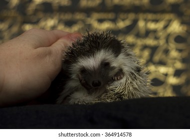 Cute Hedgehog Baby Color Algerian Black Pinto In Roll With Christmas Background Gold