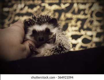 Cute Hedgehog Baby Color Algerian Black Pinto In Roll With Christmas Background Gold