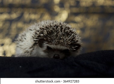 Cute Hedgehog Baby Color Algerian Black Pinto With Christmas Background Gold