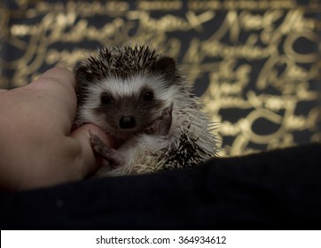 Cute Hedgehog Baby Color Algerian Black Pinto In Roll With Christmas Background Gold