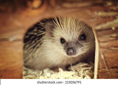 Cute Hedgehog Baby In Home