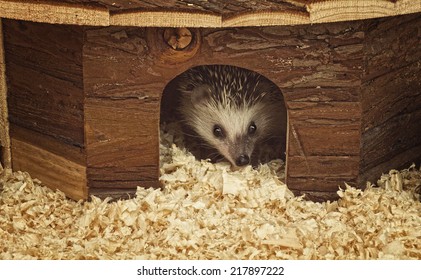 Cute And Hedgehog Baby In Home