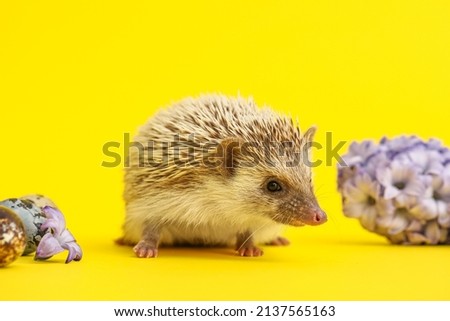 Cute hedgehog with flowers and Easter eggs on yellow background, closeup