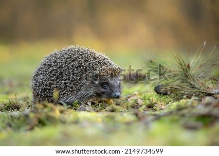 Cute hedgehog in the forest