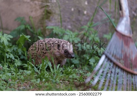 Cute hedgehog in the grass