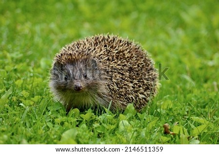 Similar – Kleiner Igel im Garten, mit Blick auf die Kamera