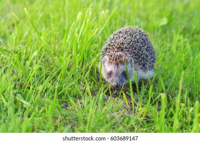 Cute Hedgehog Hiding In Green Grass.