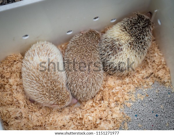 Cute Hedgehog Pet Box Three Hedgehog Stock Photo Edit Now 1151271977,Instant Pot Scalloped Potatoes