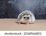 Cute hedgehog. Portrait of pretty curious muzzle of animal. Favorite pets. Atelerix, African hedgehogs. Selective focus. High quality photo