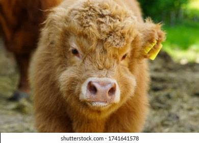 Highland Coos Images Stock Photos Vectors Shutterstock