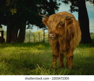 Cute Highland Cow On A Farm In Arkansas