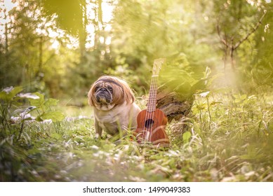 Cute hippie pug dog sitting in a sunny summer autumn forest in a clearing with a ukulele in a wig