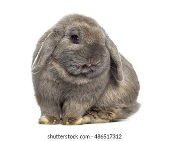 Cute Holland Lop rabbit isolated on white