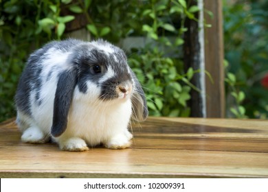Cute holland lop rabbit  on the  wood  floor  in  garden field