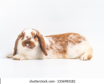 brown mini lop rabbits