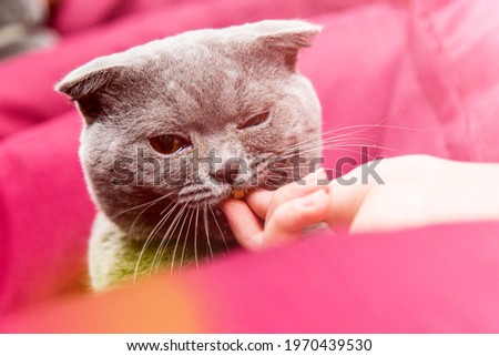 Cute home cat eat a pill of vitamins from the hands of the owner.