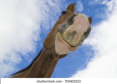 Cute Horse From Below. 