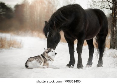 Cute Horse With A Dog In Winter Forest (Percheron And Alaskan Malamute)