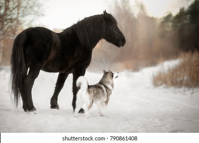 Cute Horse With A Dog In Winter Forest (Percheron And Alaskan Malamute)