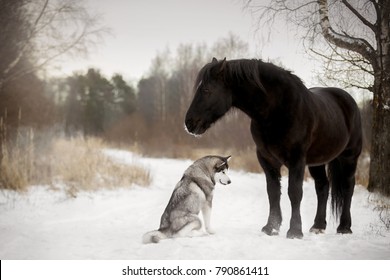 Cute Horse With A Dog In Winter Forest (Percheron And Alaskan Malamute)