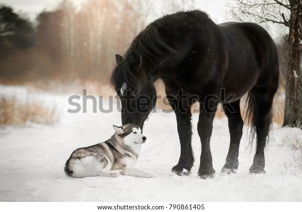 冬の森の中でかわいい馬と犬 ペルシュロンとアラスカのマラミュート の写真素材 今すぐ編集