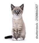 Cute house cat kitten, with tabby point pattern, sitting up facing front. Looking straight to camera. Isolated on a white background.