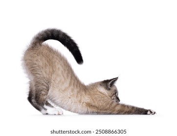 Cute house cat kitten, with tabby point pattern, bowing down side ways like stretced downwards dog yoga pose. Looking straight ahead showing profile. Isolated on a white background. - Powered by Shutterstock