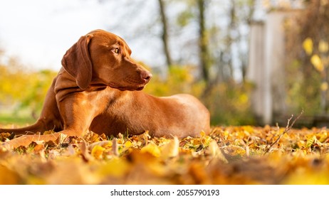 Cute Hungarian Vizsla Dog In Beautiful Autumn Garden. Happy Vizsla Pointer Dog Lying Down Outside Side View Portrait. Dog Background.