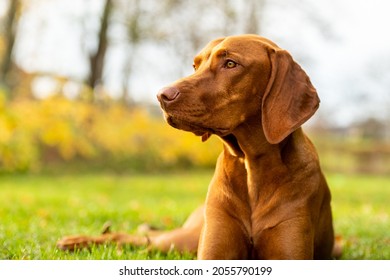 Cute Hungarian Vizsla Dog In Beautiful Autumn Garden. Happy Vizsla Pointer Dog Lying Down Outside Side View Portrait. Dog Background.