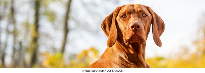 Cute Hungarian Vizsla Dog In Beautiful Fall Garden. Happy Vizsla Pointer Dog Lying Down Outside Looking At Camera Banner.