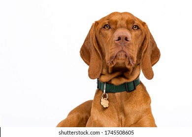 Cute Hungarian Vizsla Dog Headshot Front View Studio Portrait. Dog Wearing Pet Collar With Name Tag Looking At Camera Isolated Over White Background.