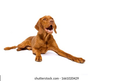 Cute Hungarian Vizsla Dog Studio Portrait. Gorgeous Dog Lying Down And Looking Up Smiling Isolated Over White Background.