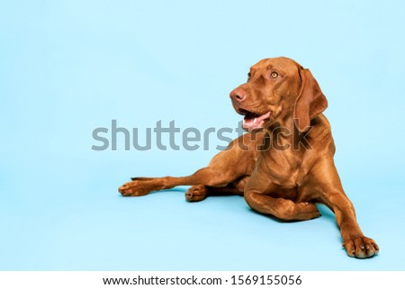 Cute hungarian vizsla dog studio portrait. Gorgeous dog lying down and looking up smiling over pastel blue background.