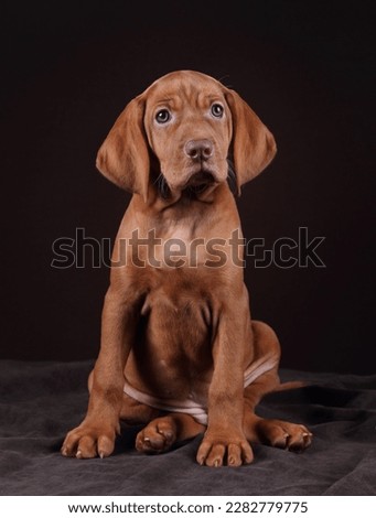 Cute Hungarian Vizsla puppy. Funny puppy with big ears
