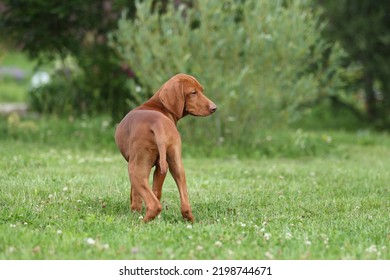 Cute Hungarian Vizsla Puppy Outdoors