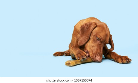 Hungarian Pointer Hd Stock Images Shutterstock